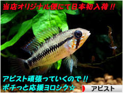 にほんブログ村 観賞魚ブログ アピストへ