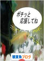 にほんブログ村 観賞魚ブログへ