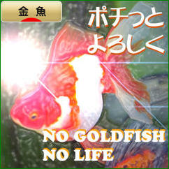 にほんブログ村 観賞魚ブログ 金魚へ