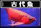 にほんブログ村 観賞魚ブログ 古代魚へ