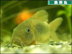 にほんブログ村 観賞魚ブログ 熱帯魚へ