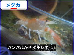 にほんブログ村 観賞魚ブログ メダカへ