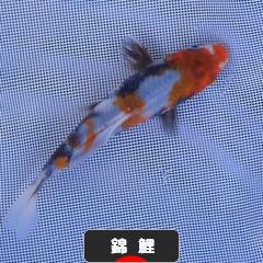にほんブログ村 観賞魚ブログ コイ・錦鯉へ