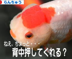 にほんブログ村 観賞魚ブログ らんちゅうへ